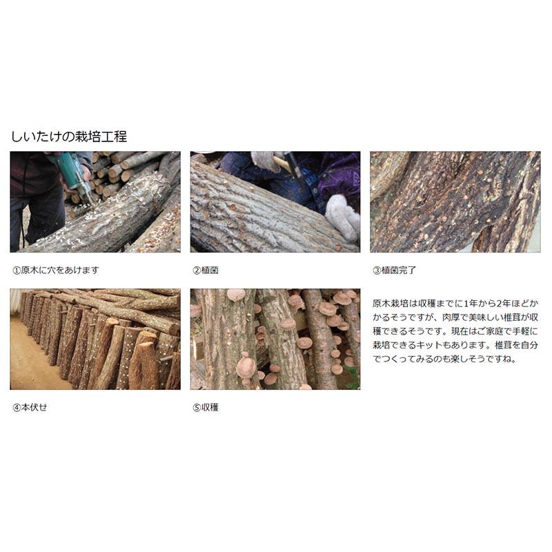 No.45 しいたけビット ラセン型 12.7mm 45-127 丸軸 椎茸 種菌 No.45 しいたけビット ラセン型 12.7mm 45-127 丸軸 椎茸 種菌
