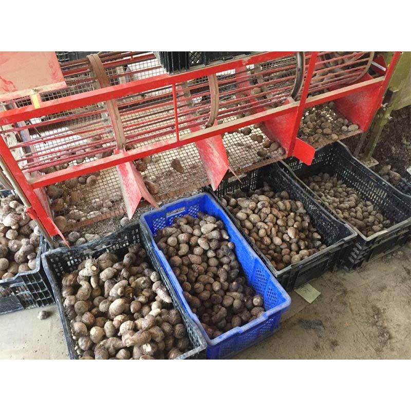 里芋選別機 3型 SS-3S 037004 里芋 選別 サトイモ ホクエツ オK 個人宅配送不可 代引不可 |  | 01