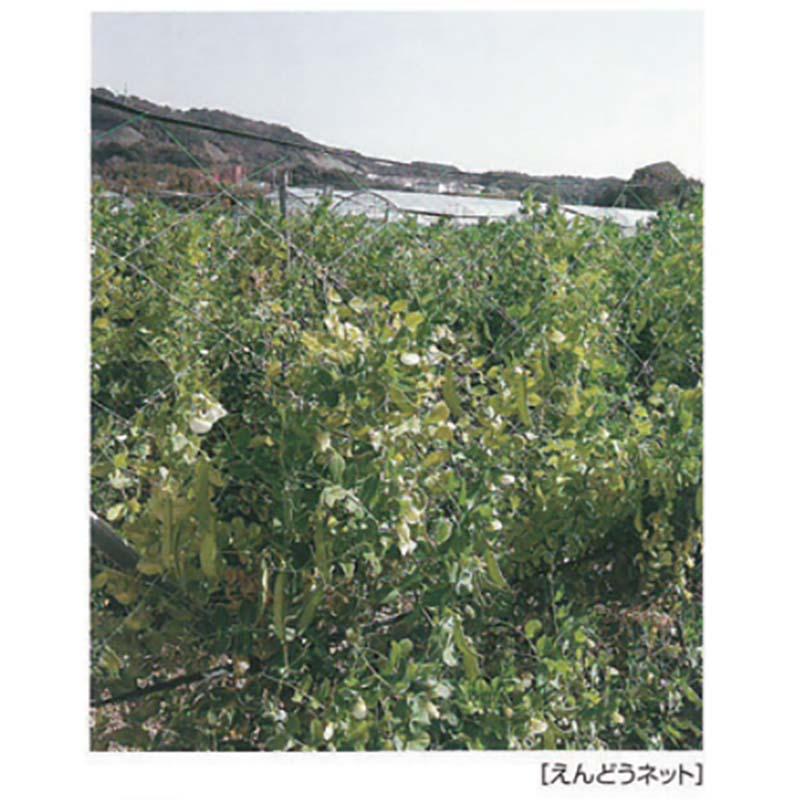 エンドウネット 巾1.35m×長さ36m 網目15cm WD1336 白緑 90枚 東京戸張 支柱ネット えんどう ネット 栽培 東戸 代引不可 |  | 01