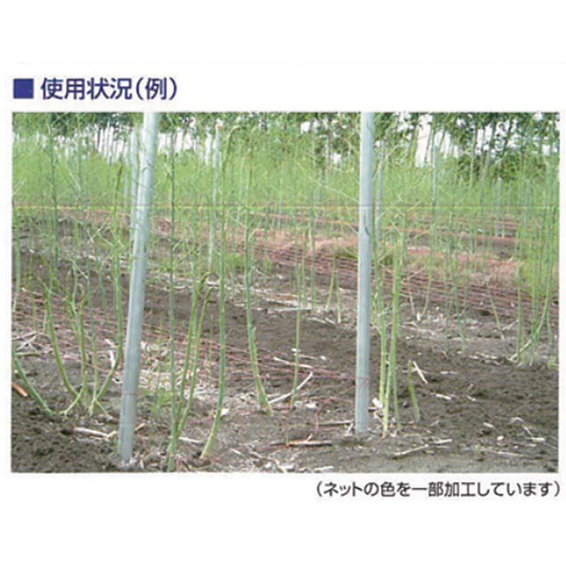 アスパラネット 一目たたみ 網目30cm 巾2目×長さ100m 白 40枚 東京戸張 支柱ネット アスパラ ネット 栽培 東戸 代引不可 |  | 01