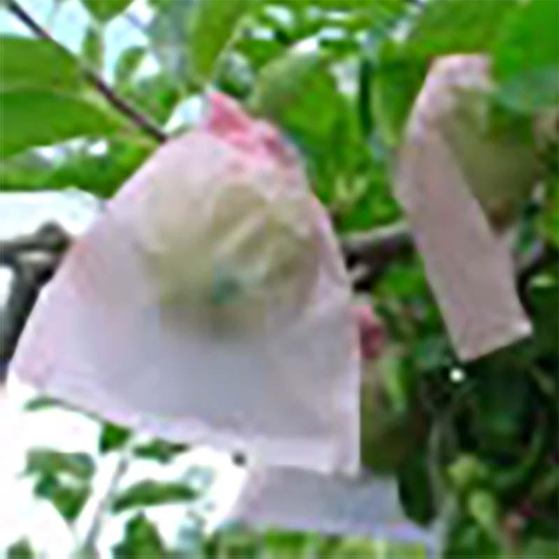 5000枚 果実袋 りんご 一重袋 サンエイト 8切 135×166mm つがる・ふじなど リンゴ 林檎 柴 タSD | 