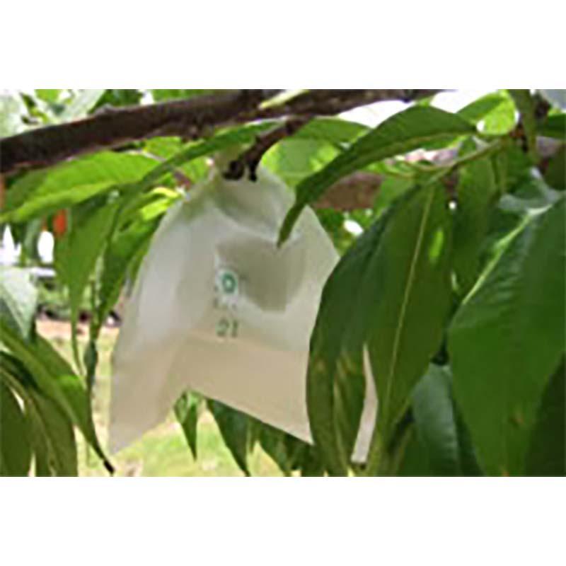 5000枚 果実袋 もも モモ 桃袋 13型 Vカット 158×200mm 着色管理 透光 防水 撥水 柴 タSD |  | 01