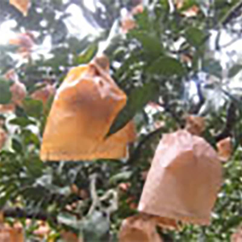 5000枚 果実袋 びわ ビワ袋 クカ油引一重袋 17型 153×191mm 枇杷 柴 タSD | 