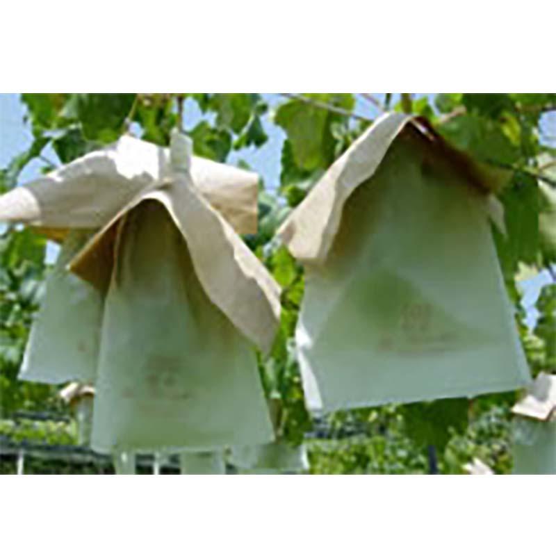 4000枚 果実袋 ぶどう 005ブドウ袋 特大 赤系ぶどう 218×315mm 柴 タSD |  | 01