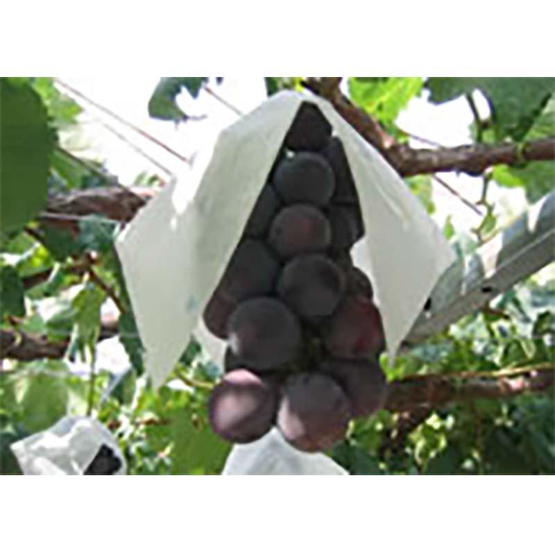 5000枚 果実袋 ぶどう ロー引 ブドウ傘 210×210mm 中房用 柴 タSD |  | 01