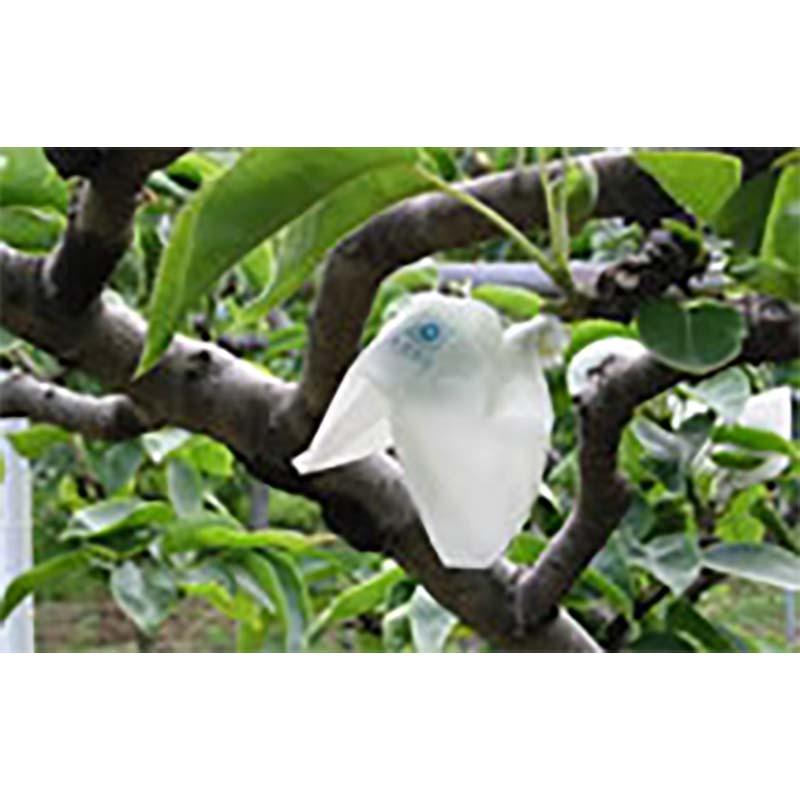 20000枚 果実袋 なし スイ46型 青梨 78×107mm 梨 ナシ 柴 タSD |  | 01