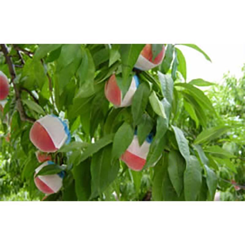 2500枚 果実袋 桃 もも二重袋 P2P 130×165mm モモ 柴 タSD |  | 01