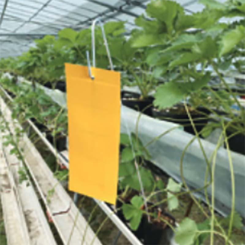 捕虫シート用 杭 長さ60cm 100本入 捕虫シート ひっかけ杭 槍木産業 うつぎ産業 カ施 代引不可 |  | 01