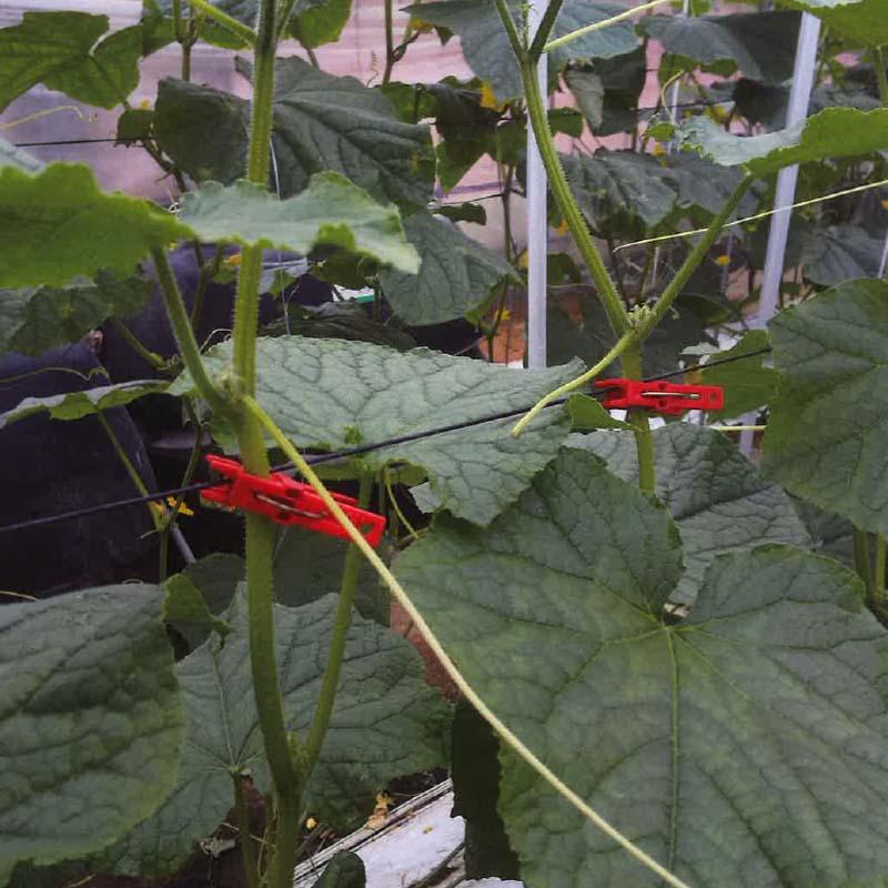 らくらくピンチ 赤 DH-11 6000個入 きゅうり等の 誘引 ピンチ クリップ 第一包装 サT 代引不可 |  | 02