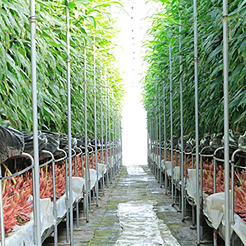 養液栽培専用培地 ココベッド M 4枚入 栽培 培地 ミョウガ トマト ナス パプリカ カ施 代引不可 |  | 01