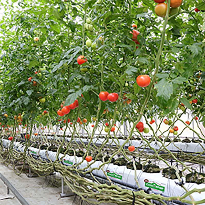 養液栽培専用培地 ココラップ 7枚入 ヤシ殻ラッピング培地 フィルム 膨潤 栽培 培地 水はけ良し 根腐れなし カ施 代引不可 |  | 03