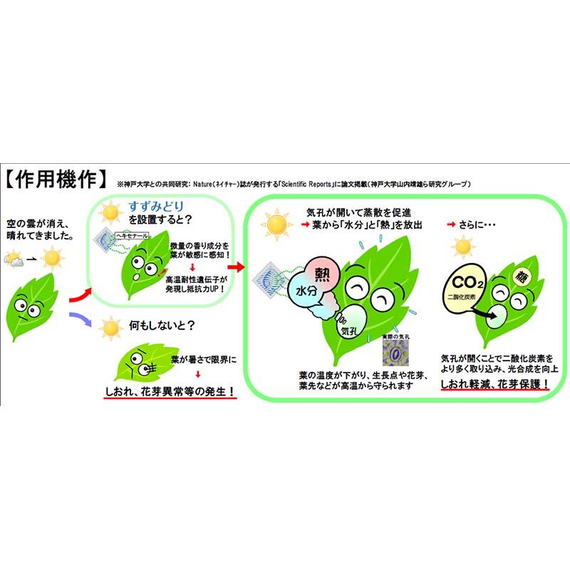 すずみどり XL 10本入 3か月分 ファイトクローム ハウス 高温 耐性 温度 室温 果物 果実 野菜 作物 農業 農園 園芸 畑 新ク DZ |  | 02