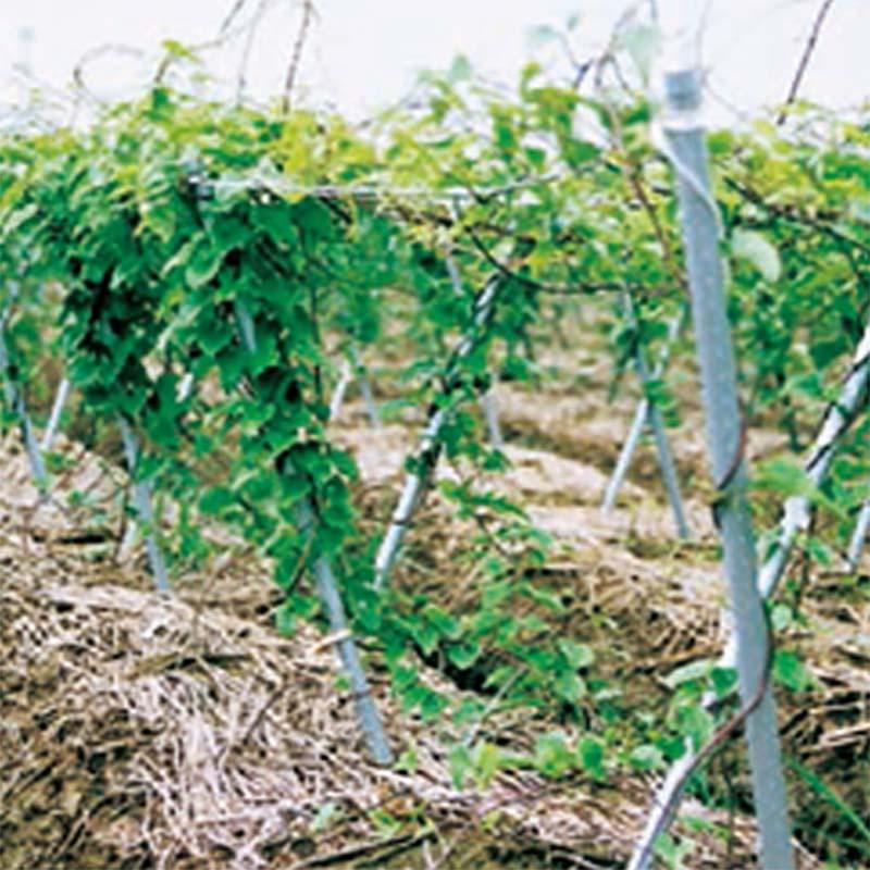 農業用支柱 イボ竹 シルバー 積水樹脂 25本 直径20mm 長さ2400mm 支柱 農業 栽培 誘引 園芸 サT 個人宅配送不可 代引不可 |  | 02