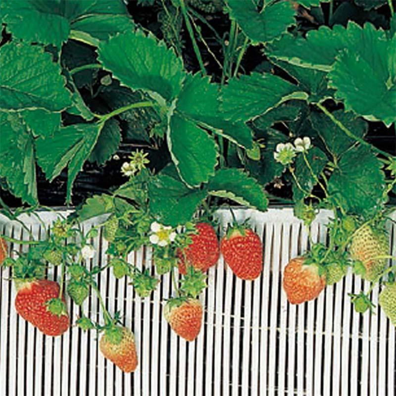 すのこ ストロースノコ I型-30 いちご用 積水樹脂 30巻 幅300mm 長さ25m 農業 園芸 栽培 いちご トマト タS 個人宅配送不可 代引不可 |  | 01