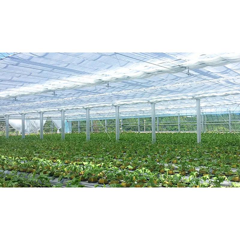 保温遮光カーテン スカイクロス65 遮光率約65％ 3.3m×50m ハウス内専用 内張りカーテン 保温効果 遮光 ダイヤテックス サT 北海道不可 代引不可 |  | 03