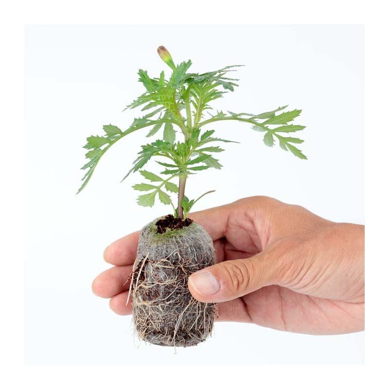 ジフィーセブンC 50mm 560個入 PLA ココピート 種まき 育苗 苗 イチゴ