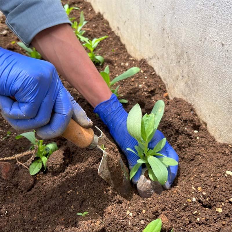 ジフィーセブンC 50×60mm 560個入 PLA ココピート　種まき　育苗 ジフィーセブンC 50mm 560個入 PLA ココピート 種まき 栽培 育苗