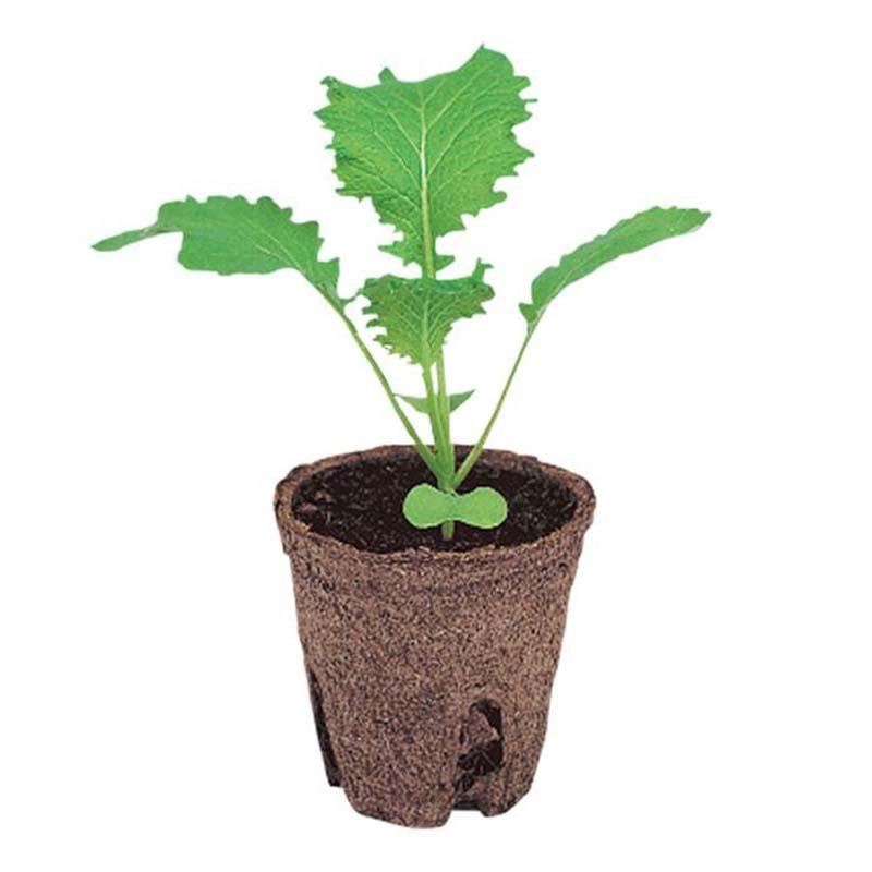 ジフィーポット 丸型5.5cm 約3400個入り スリット入り　そのまま植えれる そのまま植えられるエコポット ジフィーポット 丸型 5.5cm 3400