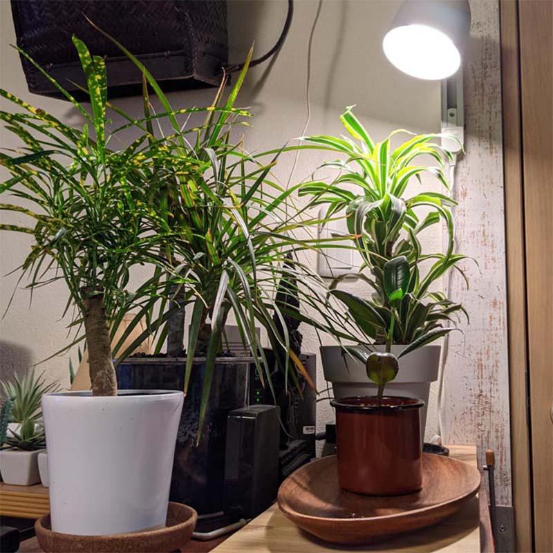 植物育成ライト LED電球 BULB&PAR 口金E26 LPL05WB2K 2700K 白色LED 植物 光合成 日照不足対策 照明 フュ―チャーライト カ園 個人宅配送不可 代引不可 |  | 04