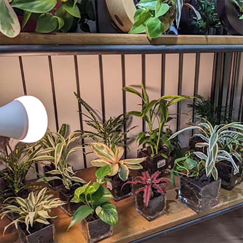 植物育成ライト LED電球 BULB&PAR 口金E26 LPL09WB3K 3600K 白色LED 植物 光合成 日照不足対策 照明 フュ―チャーライト カ園 個人宅配送不可 代引不可 |  | 05