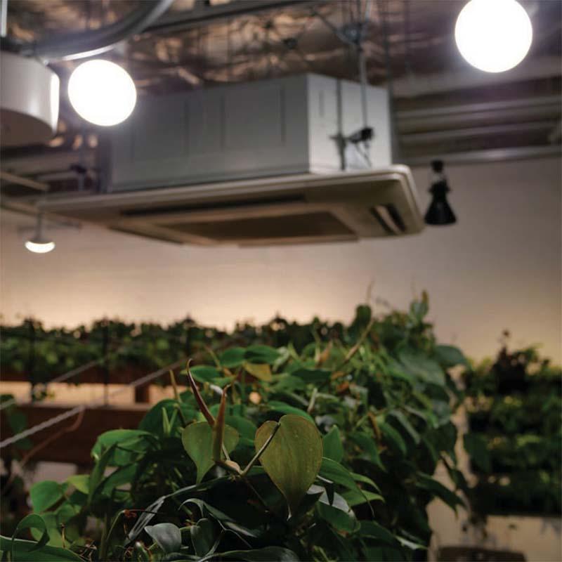植物育成ライト LED電球 BULB&PAR 口金E26 LPL15WP2K 2700K 白色LED 植物 光合成 日照不足対策 照明 フュ―チャーライト カ園 個人宅配送不可 代引不可 |  | 03