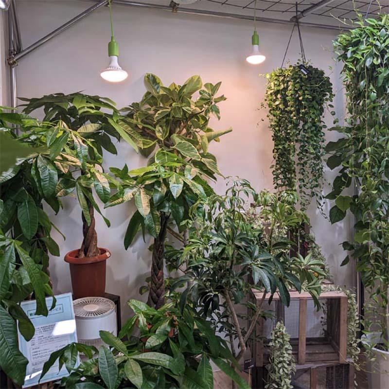 植物育成ライト LED電球 BULB&PAR 口金E26 LPL15WP2K 2700K 白色LED 植物 光合成 日照不足対策 照明 フュ―チャーライト カ園 個人宅配送不可 代引不可 |  | 04