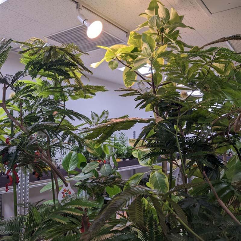 植物育成ライト LED電球 BULB&PAR 口金E26 LPL15WP2K 2700K 白色LED 植物 光合成 日照不足対策 照明 フュ―チャーライト カ園 個人宅配送不可 代引不可 |  | 05