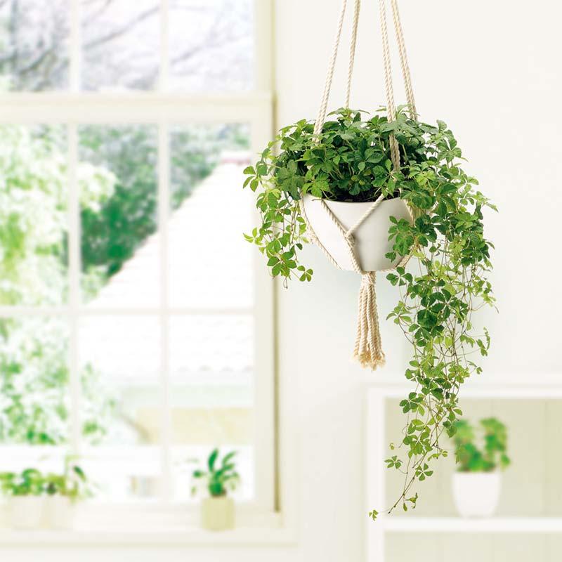 鉢 ボタニー ハンギングボール 25型 リッチェル 20個 吊鉢 室内専用ハンギング ガーデン用品 ガーデニング Richell カ園 個人宅配送不可 代引不可 |  | 03