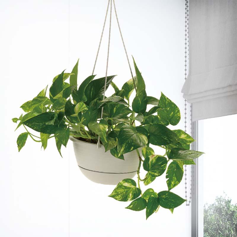 鉢 ハンギングボール ストライプ 7号 リッチェル 60個 吊鉢 吊り鉢 ガーデン用品 ガーデニング Richell カ園 個人宅配送不可 代引不可 |  | 03