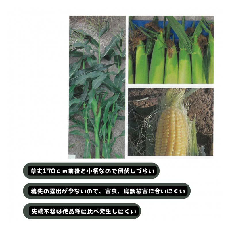 種 トウモロコシ ミルキーシュガー80 小袋 70粒 とうもろこし トキタ種苗 米S D |  | 01