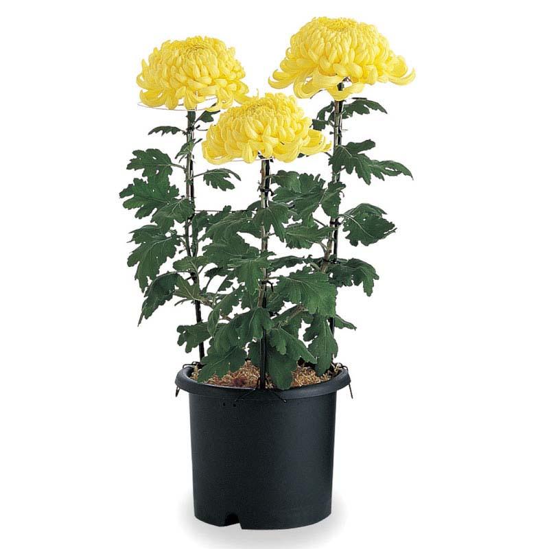 植木鉢 菊鉢 8号 リッチェル 40個 鉢 プランター 園芸 ガーデニング ガーデン用品 Richell カ園 個人宅配送不可 代引不可 |  | 01