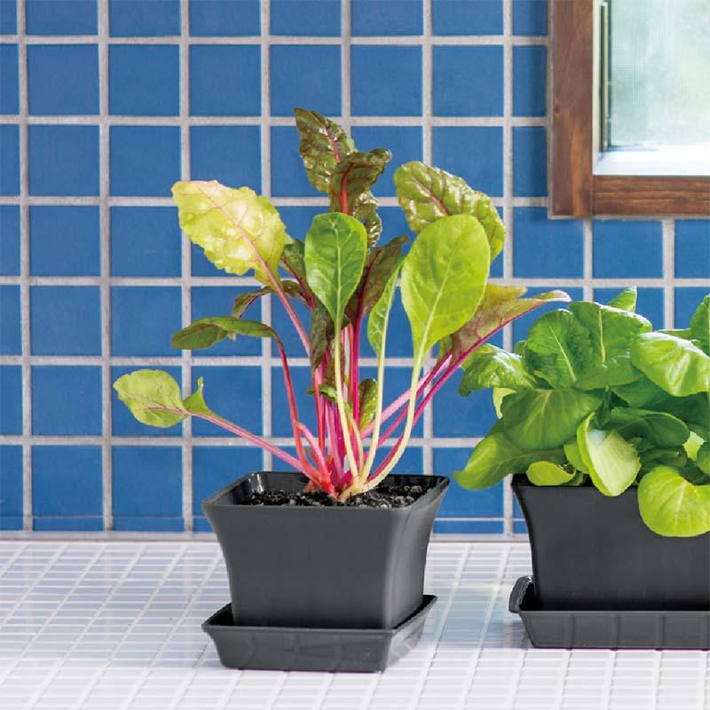 プランター ベビーリーフプランター 27型N リッチェル 60個 鉢