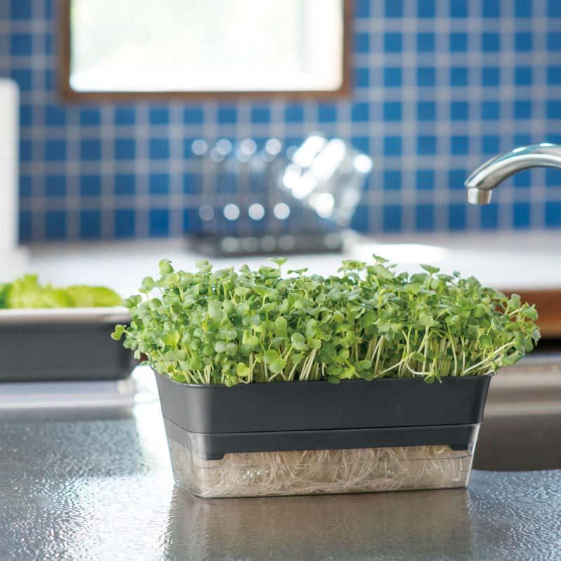 プランター スプラウトファーム 24型N リッチェル 36個 鉢 植木鉢 園芸 栽培 家庭菜園 ガーデニング ガーデン用品 Richell カ園 個人宅配送不可 代引不可 |  | 01