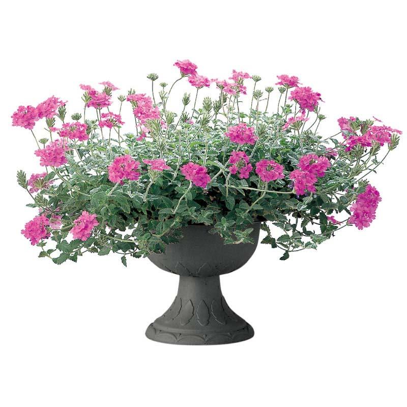 プランター ハナール スタンドカップ 30型 リッチェル 20個 鉢 植木鉢 園芸 ガーデニング ガーデン用品 Richell カ園 個人宅配送不可 代引不可 |  | 04