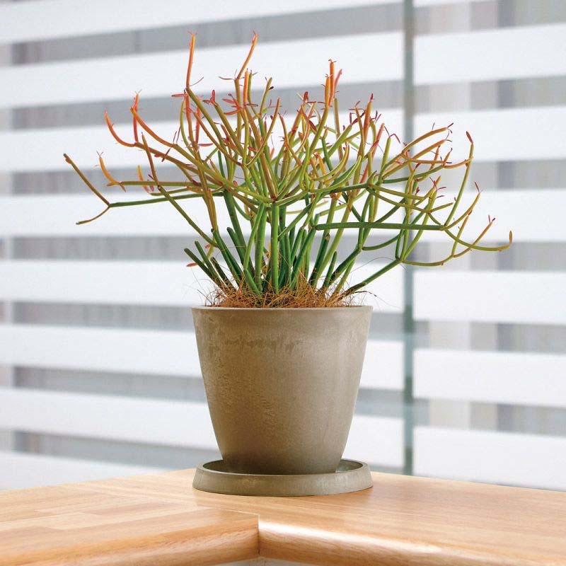 植木鉢 ボタニー プレーンポット 20型 リッチェル 10個 鉢 ポット プランター 園芸 ガーデニング ガーデン用品 Richell カ園 個人宅配送不可 代引不可 |  | 04