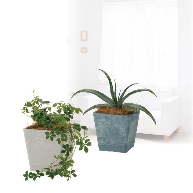 植木鉢 ボタニー スクエアポット 10型 リッチェル 40個 鉢 ミニ鉢 ポット プランター 園芸 ガーデニング ガーデン用品 Richell カ園 個人宅配送不可 代引不可 |  | 01