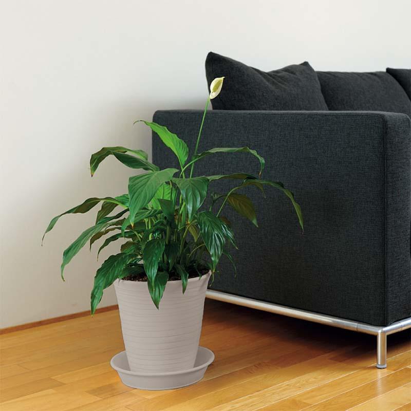 植木鉢 エコル ハイポット 8号 リッチェル 20個 鉢 長鉢 プランター 園芸 ガーデニング ガーデン用品 Richell カ園 個人宅配送不可 代引不可 |  | 01