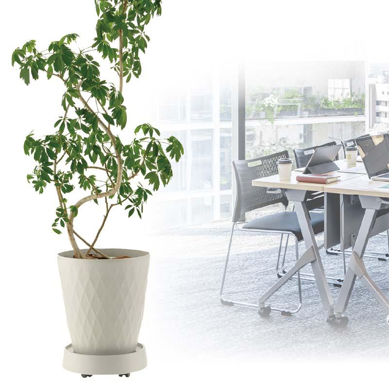 受皿 ラピス キャスタープレート S リッチェル 12枚 鉢皿 受け皿 キャスター付 インテリア ガーデン用品 Richell カ園 個人宅配送不可 代引不可 |  | 01