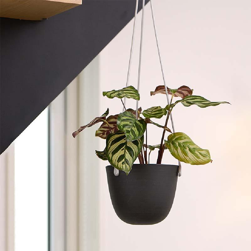 吊鉢 グレーニー ハングポット 13型 リッチェル 24個 鉢 吊り鉢 植木鉢 ポット プランター 園芸 ガーデニング Richell カ園 個人宅配送不可 代引不可 |  | 01