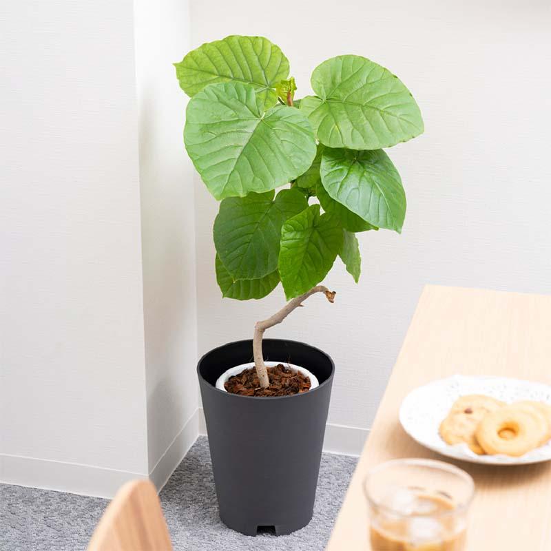 鉢カバー グレーニー ポットカバー 6 リッチェル 10個 鉢 植木鉢 ポット カバー 園芸 ガーデン用品 ガーデニング Richell カ園 個人宅配送不可 代引不可_3