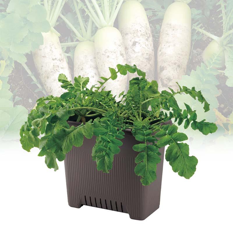 プランター 菜園上手 深50型 リッチェル 10個 鉢 植木鉢 園芸 栽培 ガーデン用品 ガーデニング Richell カ園 個人宅配送不可 代引不可 |  | 01