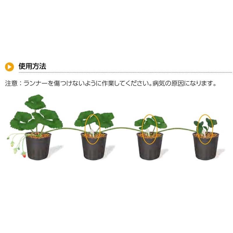 ランナーキャッチ CP-651-1 3000本 タキゲン イチゴ株分け 栽培 育苗 農業 園芸 作物 畑 ガーデニング サT 代引不可 |  | 02