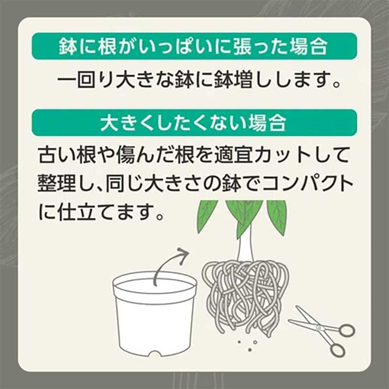 培養土 MY PLANTS 健やかに育てるソイル 観葉植物用 2L 20袋 KINCHO園芸 用土 園芸 土 ガーデニング カ園 個人宅配送不可 代引不可 |  | 05