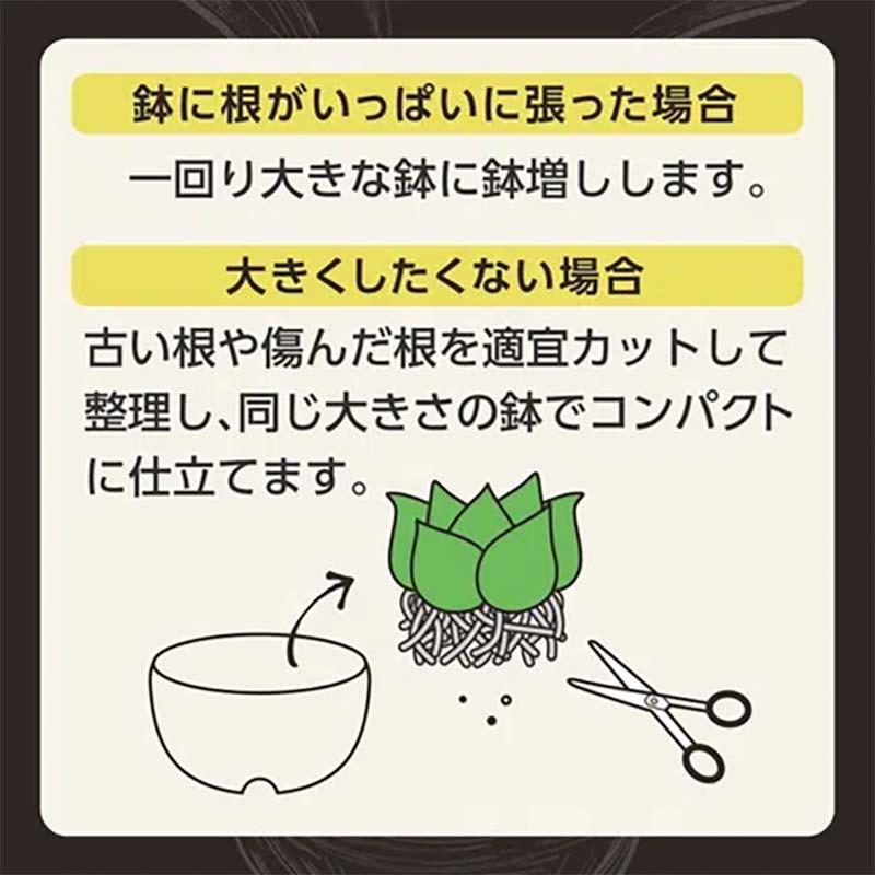 培養土 MY PLANTS 健やかに育てるソイル アガベ多肉植物塊根植物用 2L 20袋 KINCHO園芸 用土 園芸 土 ガーデニング カ園 個人宅配送不可 代引不可 |  | 05