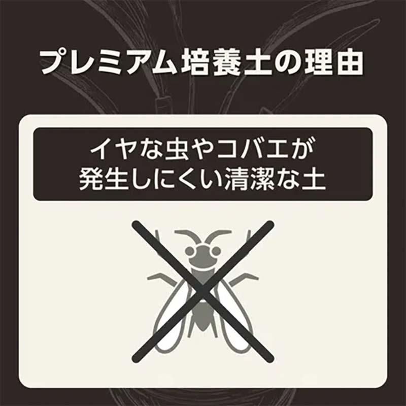 培養土 MY PLANTS 健やかに育てるソイル アガベ多肉植物塊根植物用 5L 8袋 KINCHO園芸 用土 園芸 土 ガーデニング カ園 個人宅配送不可 代引不可 |  | 04