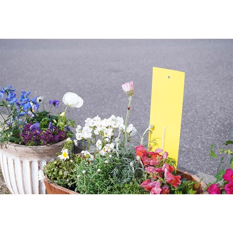 捕虫シート 害虫駆除イエローシート 紙タイプ 10枚入 100箱 シマダ SHIMADA 害虫対策 害虫駆除 粘着シート カ園 個人宅配送不可 代引不可 |  | 02