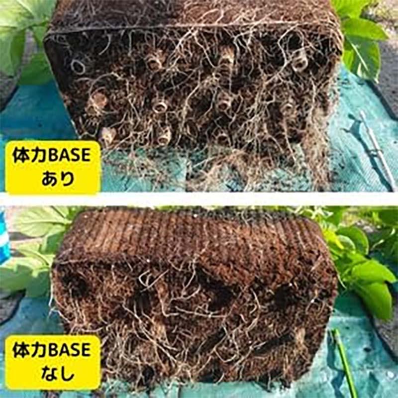 土壌改良剤 体力BASE 体力ベース テトラパック 30g 36個 T-0001 キャビノチェ 肥料 園芸 カ園 代引不可 |  | 04