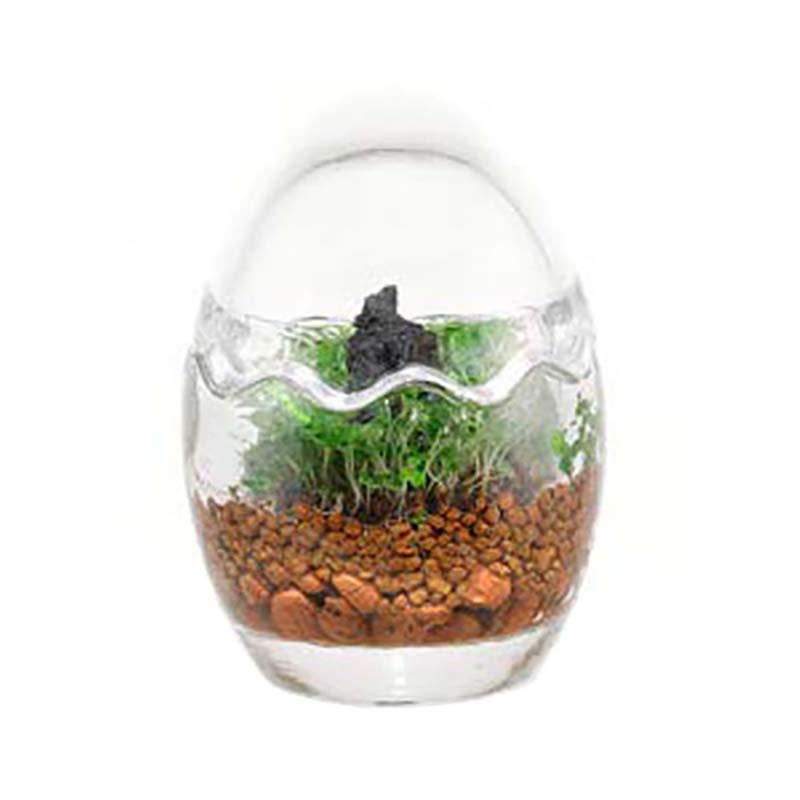 ほとりえ グリーンエッグキット S 6個 水作 ガラス容器 水草 水草キット インテリア カ園 代引不可 |  | 01