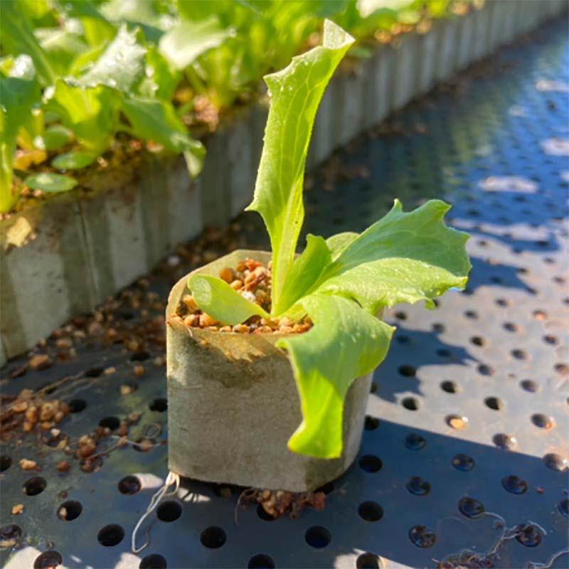 ペーパーポット 極小口径 SM2406(5H) 406穴 120冊 育苗箱 生分解性 紙筒 播種 種まき 育苗 苗 花 野菜 ニッテン タS 個人宅配送不可 代引不可 |  | 15