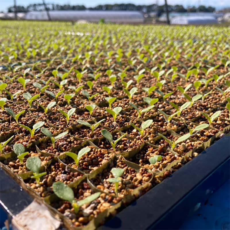 ペーパーポット 極小口径 SM2406(5H) 406穴 120冊 育苗箱 生分解性 紙筒 播種 種まき 育苗 苗 花 野菜 ニッテン タS 個人宅配送不可 代引不可 |  | 16